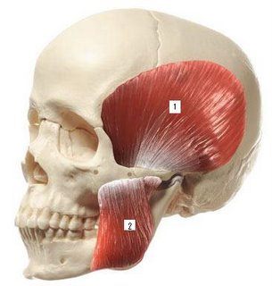 maseteroTemporal2